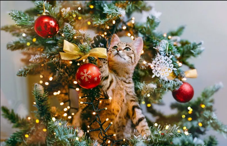 O que o gato mais gosta no Natal? Da árvore, claro! catsptmagazine